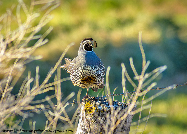 image wild quail